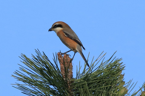 トリミング 2017/11月 SIGMA150-600C+7D2 焦点距離600mm F8 ss1/2000 ISO500