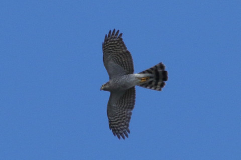 トリミング 2017/11月 SIGMA150-600C+7D2 焦点距離600mm F8 ss1/1250 ISO320 Case3