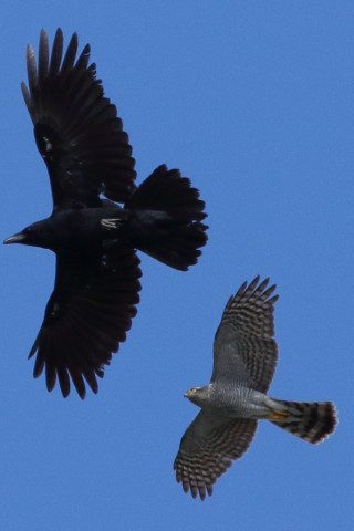 トリミング 2017/11月 SIGMA150-600C+7D2 焦点距離600mm F8 ss1/1600 ISO500 Case3
