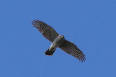 トリミング 2017/11月 SIGMA150-600C+7D2 焦点距離600mm F8 ss1/1600 ISO500 Case3