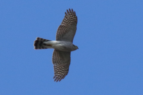 トリミング 2017/11月 SIGMA150-600C+7D2 焦点距離600mm F8 ss1/1600 ISO500 Case3