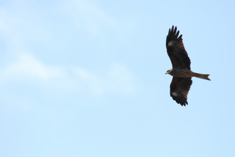 2017/11月 SIGMA150-600C+7D2 焦点距離600mm F8 ss1/1250 ISO250 Case1
