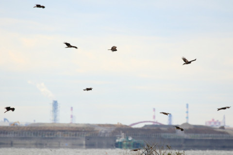 2017/11月 SIGMA150-600C+7D2 焦点距離600mm F7.1 ss1/1250 ISO400 Case1