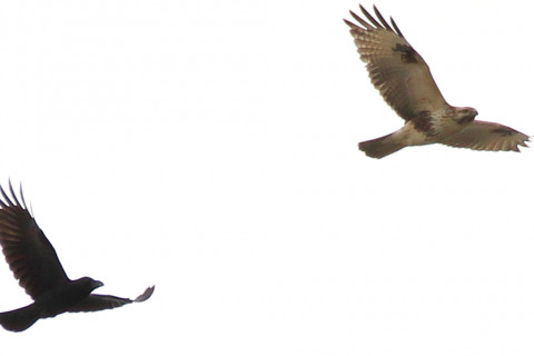 トリミング 2017/11月 SIGMA150-600C+7D2 焦点距離600mm F7.1 ss1/1250 ISO200 Case1