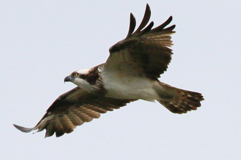 トリミング 2017/11月 SIGMA150-600C+7D2 焦点距離600mm F7.1 ss1/1250 ISO320 Case1