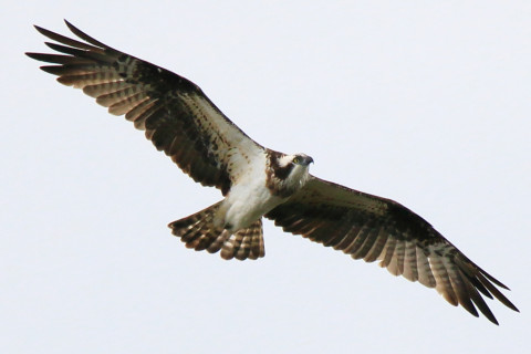 0.66倍トリミング 2017/11月 SIGMA150-600C+7D2 焦点距離600mm F7.1 ss1/1250 ISO320 Case1