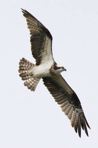 0.66倍トリミング 2017/11月 SIGMA150-600C+7D2 焦点距離600mm F7.1 ss1/1250 ISO320 Case1