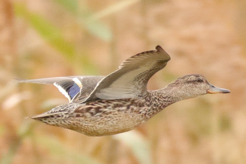 トリミング 2017/11月 SIGMA150-600C+7D2 焦点距離600mm F7.1 ss1/1250 ISO2000 Case1