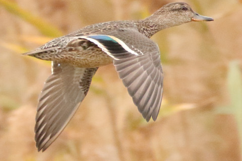 トリミング 2017/11月 SIGMA150-600C+7D2 焦点距離600mm F7.1 ss1/1250 ISO2000 Case1