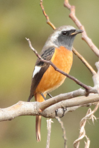 トリミング 2017/11月 SIGMA150-600C+7D2 焦点距離600mm F7.1 ss1/1250 ISO2000