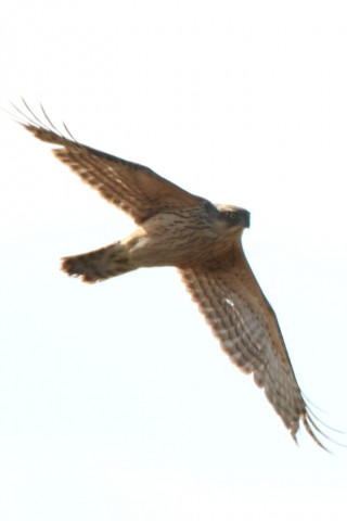 0.66倍トリミング 2017/11月 SIGMA150-600C+7D2 焦点距離600mm F8 ss1/1250 ISO160 Case1