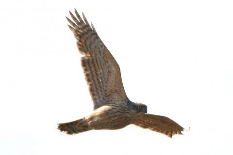 0.66倍トリミング 2017/11月 SIGMA150-600C+7D2 焦点距離600mm F8 ss1/1250 ISO160 Case1