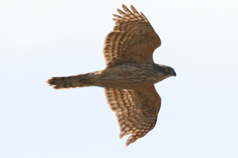 0.66倍トリミング 2017/11月 SIGMA150-600C+7D2 焦点距離600mm F8 ss1/1250 ISO160 Case1