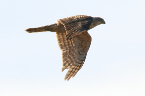 0.66倍トリミング 2017/11月 SIGMA150-600C+7D2 焦点距離600mm F8 ss1/1250 ISO160 Case1