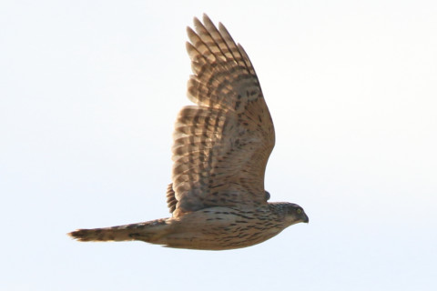 0.66倍トリミング 2017/11月 SIGMA150-600C+7D2 焦点距離600mm F8 ss1/1250 ISO160 Case1