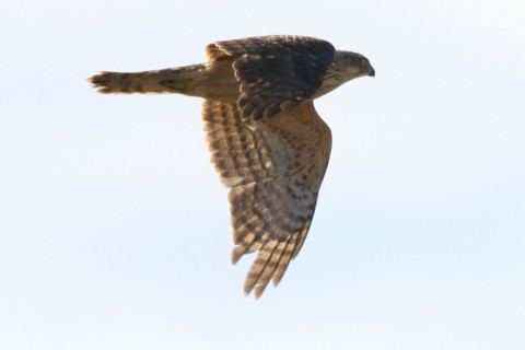 0.66倍トリミング 2017/11月 SIGMA150-600C+7D2 焦点距離600mm F8 ss1/1250 ISO160 Case1