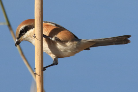 0.66倍トリミング 2017/11月 SIGMA150-600C+7D2 焦点距離600mm F8 ss1/1250 ISO500