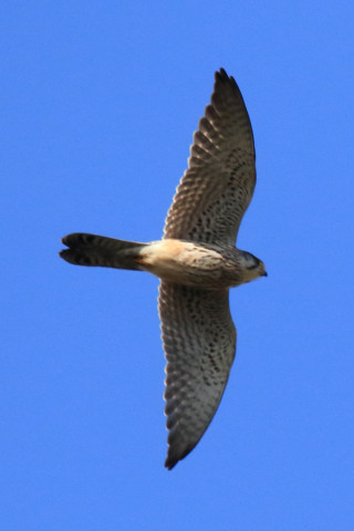 0.66倍トリミング 2017/11月 SIGMA150-600C+7D2 焦点距離600mm F8 ss1/1250 ISO640 Case3