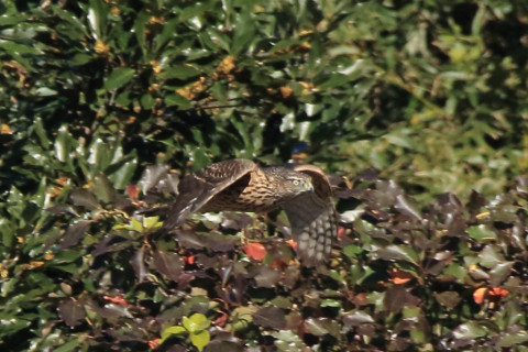 トリミング 2017/11月 SIGMA150-600C+7D2 焦点距離600mm F8 ss1/1600 ISO1000 Case1