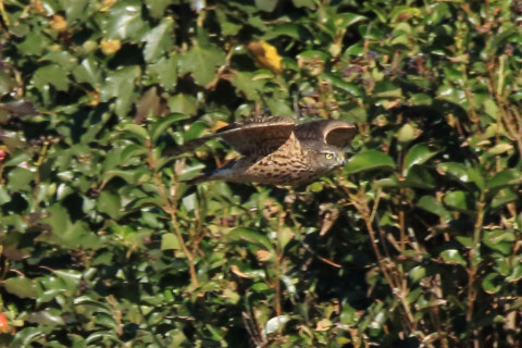トリミング 2017/11月 SIGMA150-600C+7D2 焦点距離600mm F8 ss1/1600 ISO1000 Case1
