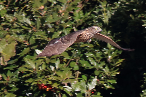 トリミング 2017/11月 SIGMA150-600C+7D2 焦点距離600mm F8 ss1/1600 ISO1000 Case1
