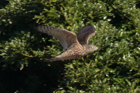 トリミング 2017/11月 SIGMA150-600C+7D2 焦点距離600mm F8 ss1/1600 ISO1000 Case1