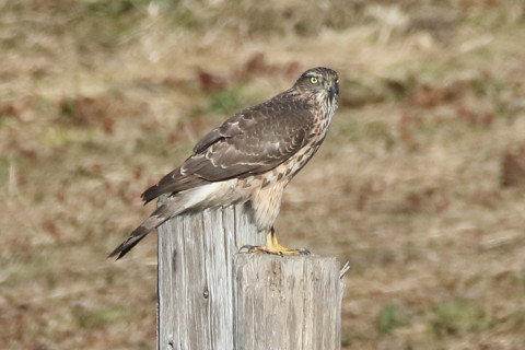 トリミング 2017/11月 SIGMA150-600C+7D2 焦点距離600mm F8 ss1/1600 ISO500