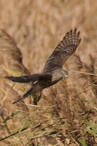 0.66倍トリミング 2017/11月 SIGMA150-600C+7D2 焦点距離600mm F8 ss1/1600 ISO500 Case1