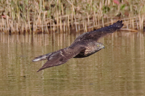 トリミング 2017/11月 SIGMA150-600C+7D2 焦点距離600mm F8 ss1/1600 ISO640 Case1