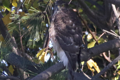 トリミング 2017/11月 SIGMA150-600C+7D2 焦点距離600mm F8 ss1/1600 ISO3200
