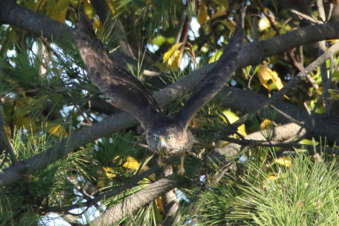 0.66倍トリミング 2017/11月 SIGMA150-600C+7D2 焦点距離600mm F8 ss1/1600 ISO3200 Case1