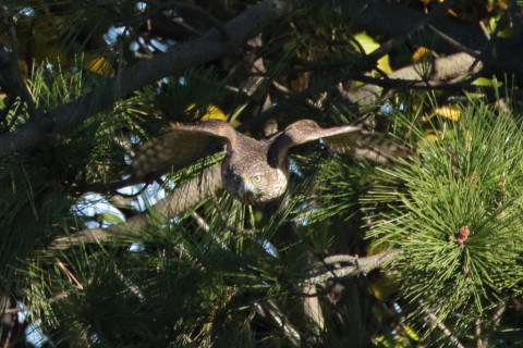 0.66倍トリミング 2017/11月 SIGMA150-600C+7D2 焦点距離600mm F8 ss1/1600 ISO3200 Case1