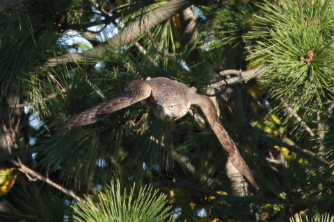 0.66倍トリミング 2017/11月 SIGMA150-600C+7D2 焦点距離600mm F8 ss1/1600 ISO3200 Case1