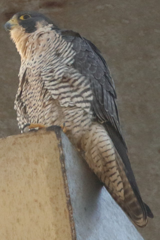 トリミング 2017/12月 SIGMA150-600C+7D2 焦点距離600mm F8 ss1/800 ISO1250