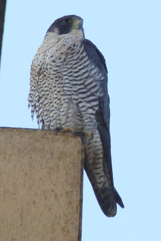 トリミング 2017/12月 SIGMA150-600C+7D2 焦点距離562mm F8 ss1/1250 ISO800