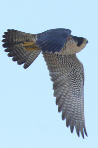 0.66倍トリミング 2017/12月 SIGMA150-600C+7D2 焦点距離562mm F8 ss1/1250 ISO400 Case3