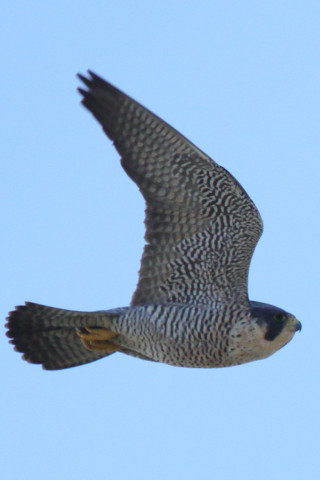 0.66倍トリミング 2017/12月 SIGMA150-600C+7D2 焦点距離562mm F8 ss1/1250 ISO400 Case3