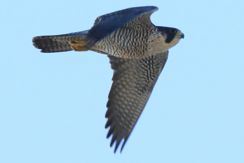 0.66倍トリミング 2017/12月 SIGMA150-600C+7D2 焦点距離562mm F8 ss1/1250 ISO400 Case3