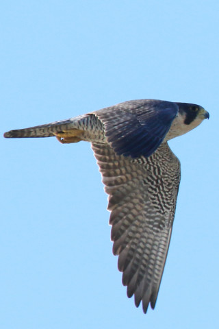 0.66倍トリミング 2017/12月 SIGMA150-600C+7D2 焦点距離562mm F8 ss1/1250 ISO400 Case3