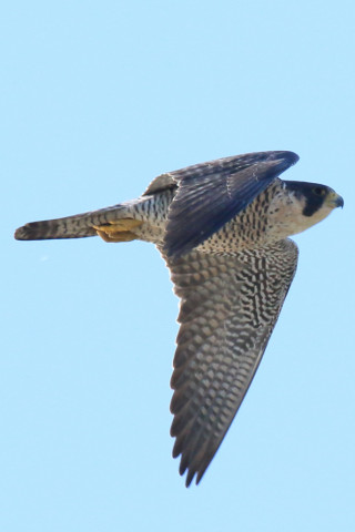 0.66倍トリミング 2017/12月 SIGMA150-600C+7D2 焦点距離562mm F8 ss1/1250 ISO400 Case3