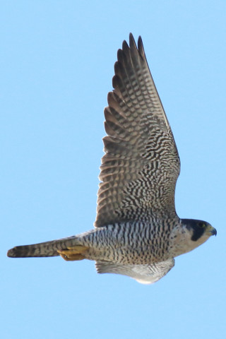 0.66倍トリミング 2017/12月 SIGMA150-600C+7D2 焦点距離562mm F8 ss1/1250 ISO400 Case3