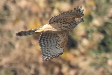 トリミング 2017/12月 SIGMA150-600C+7D2 焦点距離600mm F8 ss1/1250 ISO800 Case3