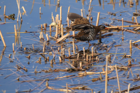 2017/12月 SIGMA150-600C+7D2 焦点距離600mm F8 ss1/1250 ISO640 Case3