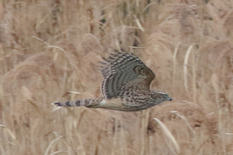 トリミング 2017/12月 SIGMA150-600C+7D2 焦点距離600mm F8 ss1/1000 ISO1600 Case3