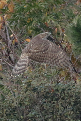 トリミング 2017/12月 SIGMA150-600C+7D2 焦点距離600mm F8 ss1/1000 ISO3200 Case3