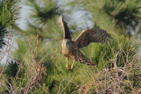 トリミング 2017/12月 SIGMA150-600C+7D2 焦点距離600mm F8 ss1/1000 ISO1250 Case3
