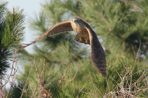 トリミング 2017/12月 SIGMA150-600C+7D2 焦点距離600mm F8 ss1/1000 ISO1250 Case3