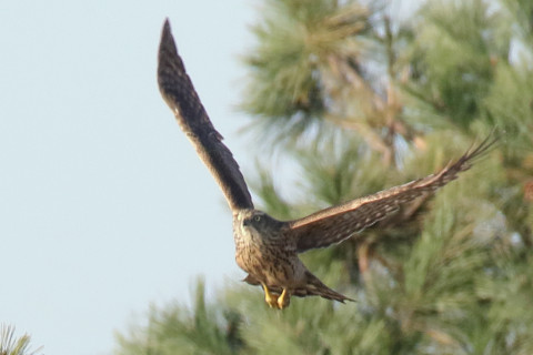 トリミング 2017/12月 SIGMA150-600C+7D2 焦点距離600mm F8 ss1/1000 ISO1250 Case3