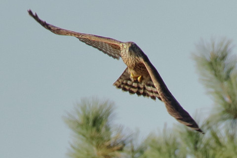 トリミング 2017/12月 SIGMA150-600C+7D2 焦点距離600mm F8 ss1/1000 ISO1250 Case3