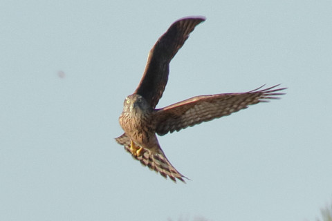 トリミング 2017/12月 SIGMA150-600C+7D2 焦点距離600mm F8 ss1/1000 ISO1250 Case3